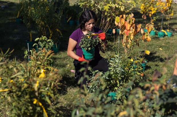 Naperville Central senior Itzel Rodriguez sorts tree saplings by species...