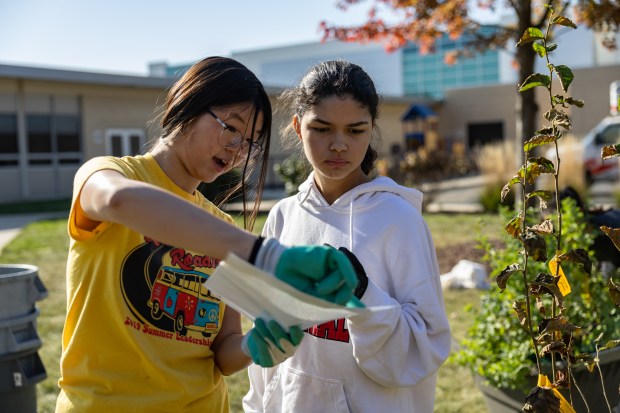 Sabrina Tse, a senior at Naperville Central instructs classmate Valeria Rosario, a junior, where to place a tree sapling to for planting in front of Naperville Central high school on Sunday, Oct. 20, 2024. (Troy Stolt / for the Naperville Sun)