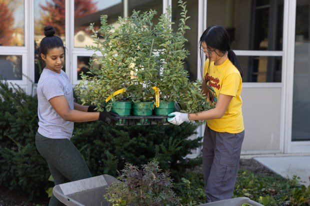 Naperville Central senior Sabrina Tse, right, and Naperville North junior Sana Akbari load tree saplings onto a wheel barrel during a project to plant 300 trees in front of Naperville Central high school in Naperville on Sunday, Oct. 20, 2024. (Troy Stolt / for the Naperville Sun)