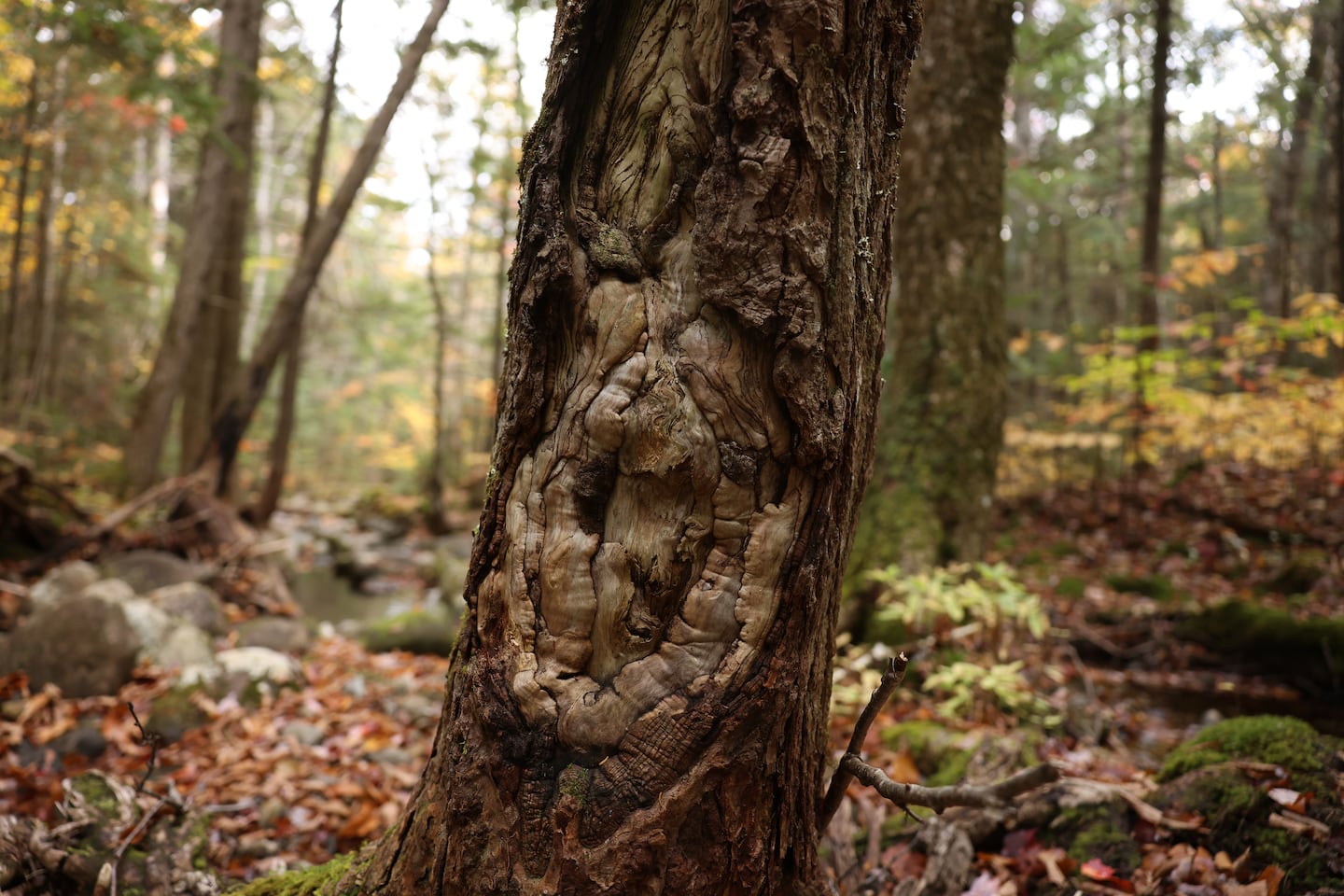 A tree inside the parcel of land that would be logged near the Great Gulf Wilderness Trail.