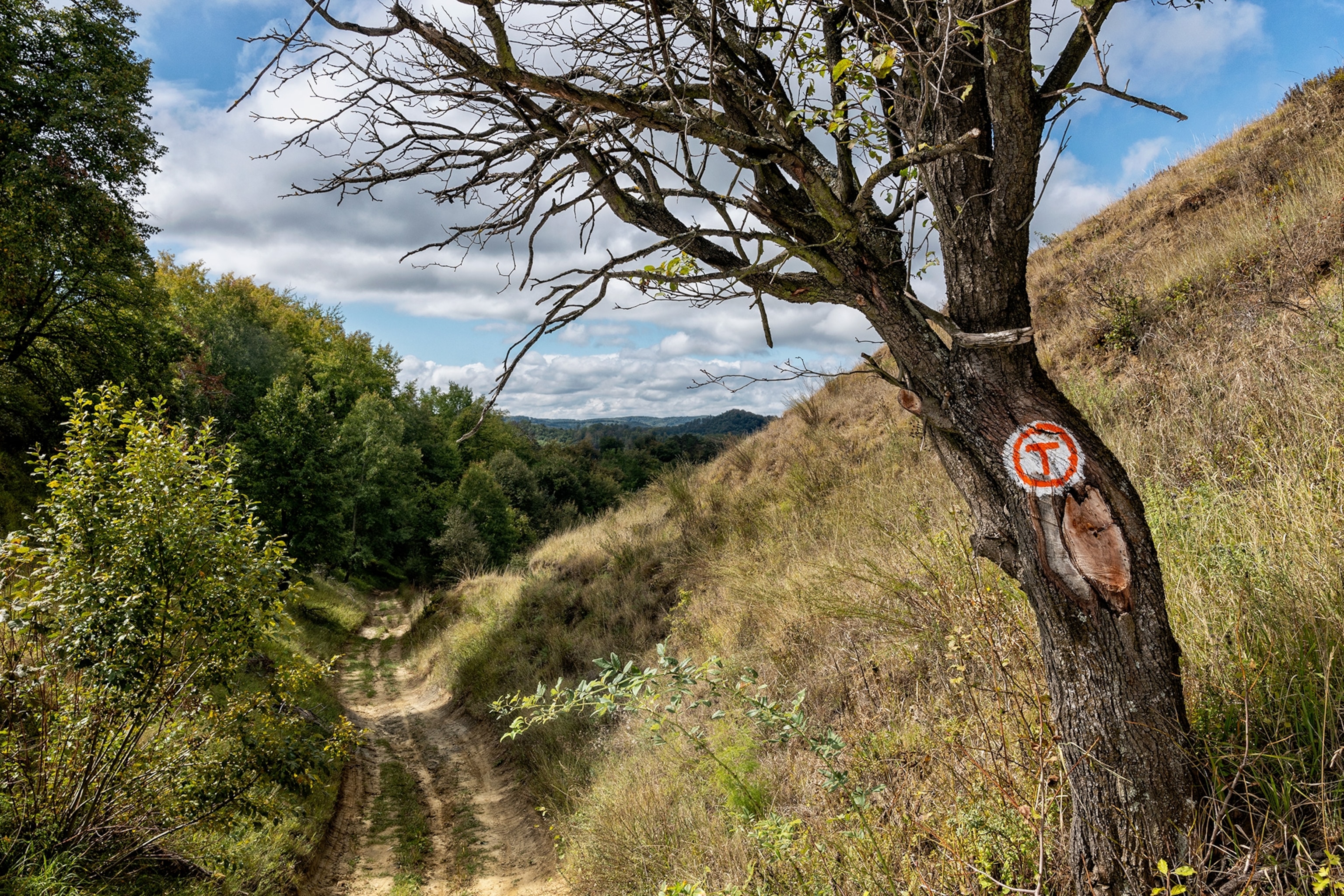 The Via Transilvanica between the villages of Richiș and Nemsa.