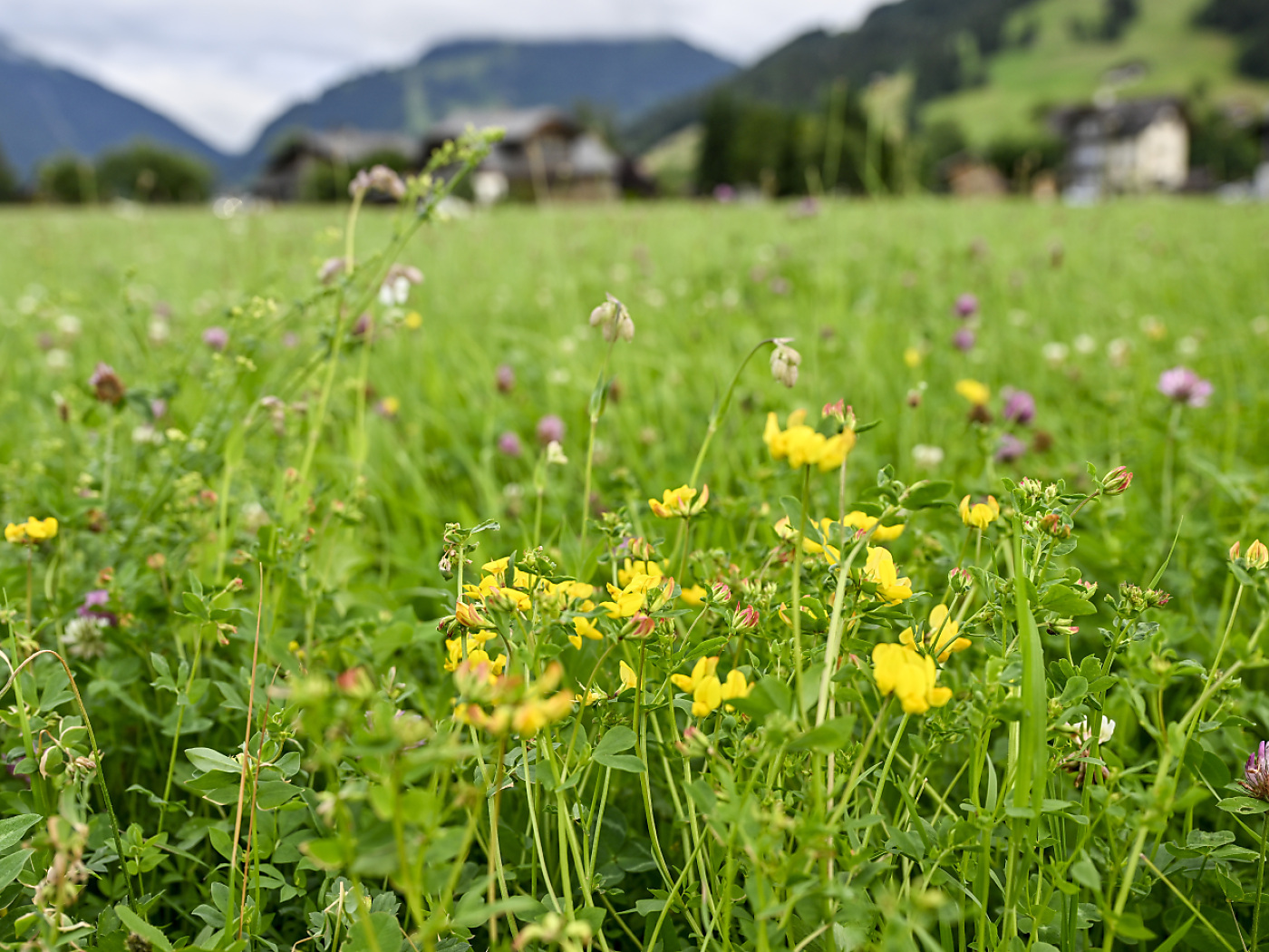 Measures for biodiversity in Switzerland are lacking