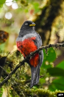 A slaty-tailed trogon perches at the El Gran Sabalo Indigenous Reservation near El Diviso, Narino department, Colombia, on Aug. 31, 2024.