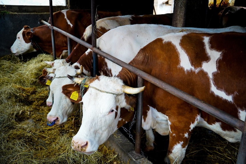 Multiple cows in a barn eating hay.