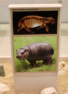 Photo of a museum display of the skeleton of a dwarf hippo and an illustration of what it may have looked like in life.