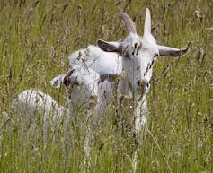 Two goats, one with horns, look at the camera as they stand in a meadow.