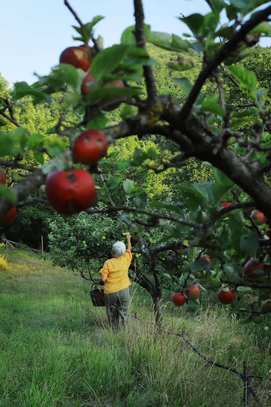 Dalla Ragione picking a cow-nose apple, framed by the redder rossa d’estate apples in the foreground.