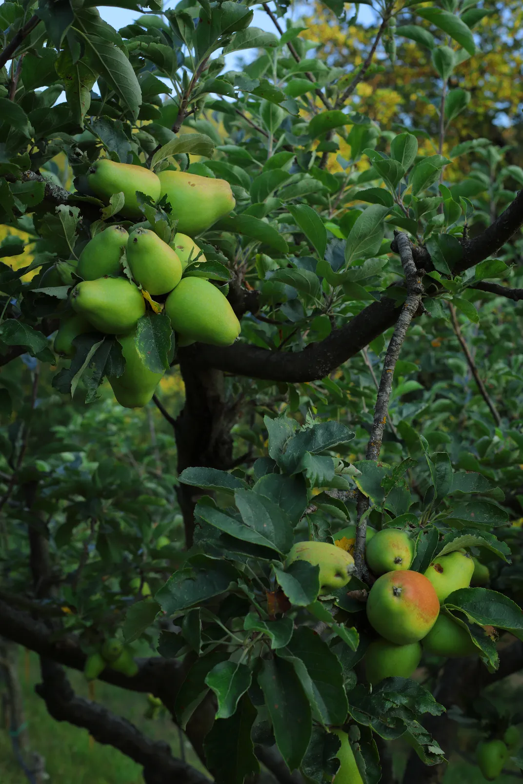 A tree in Dalla Ragione’s orchard bursts with cow-nose apples, like the one she spotted in Bellini’s Madonna With Child. They’re often mistaken for pears.