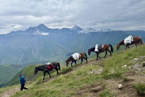 Horses in northern Georgia