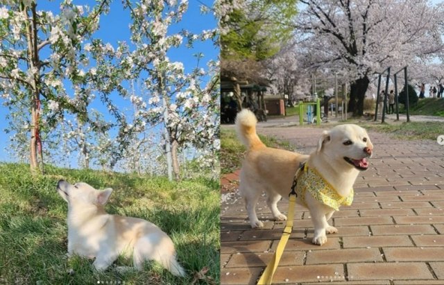 Beyond just cute, these pets in South Korea have unique stories, and huge social media following