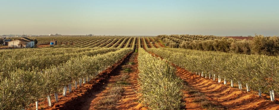 Olive farm in Portugal